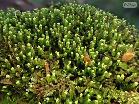 Odontoschisma denudatum